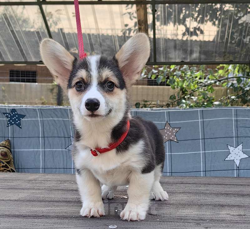 Собаки в Москве: Девочка. Ближнее Подмосковье. Девочка, 40 000 руб. - фото 6