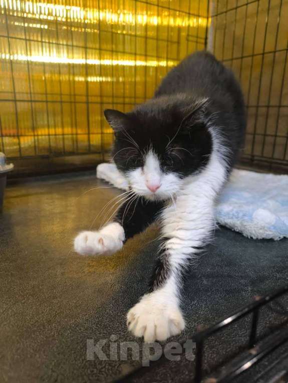 Кошки в Москве: "Фото попробуем, но результат не обещаем" Девочка, Бесплатно - фото 5