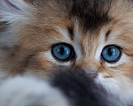 Кошки в Владивостоке: Очаровательный британский парень Мальчик, 60 000 руб. - фото 5