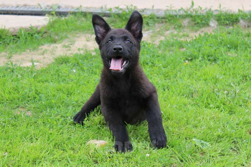 Собаки в Москве: Румба Девочка, 45 000 руб. - фото 6