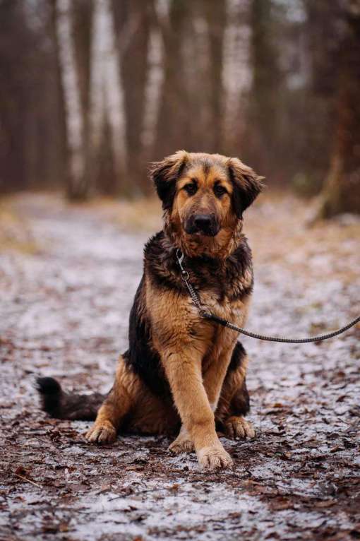 Собаки в Москве: Щенок в добрые руки Девочка, Бесплатно - фото 3