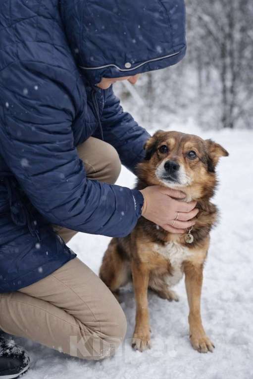 Собаки в Москве: Малышка Вера ищет дом Девочка, Бесплатно - фото 9