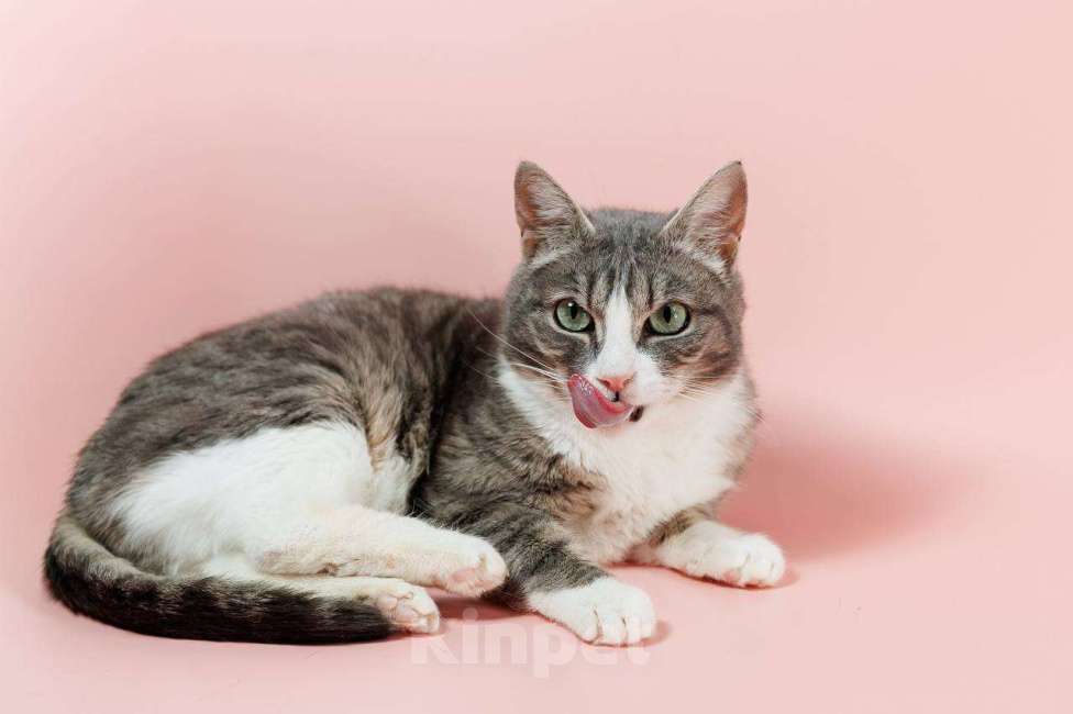 Кошки в Ивантеевке: Кошка с красивыми глазами Девочка, Бесплатно - фото 3