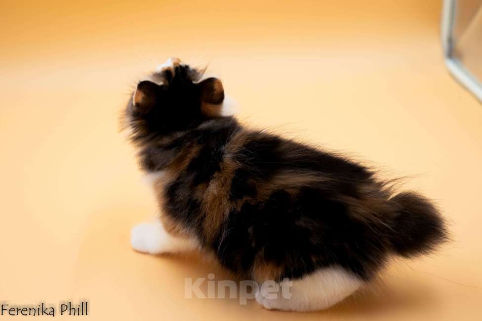 Кошки в Хабаровске: Котёнок Курильского Бобтейла Ференика Фил МАНАНА Девочка, 40 000 руб. - фото 2