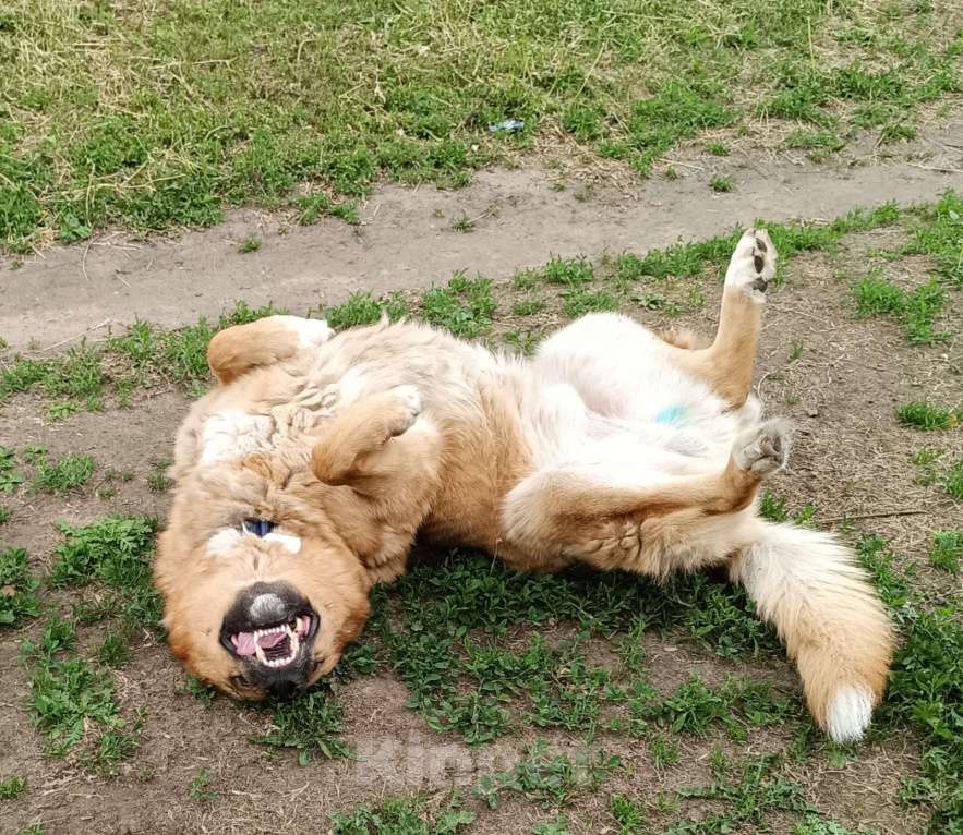 Собаки в Москве: Идеальный семьянин Мальчик, Бесплатно - фото 3