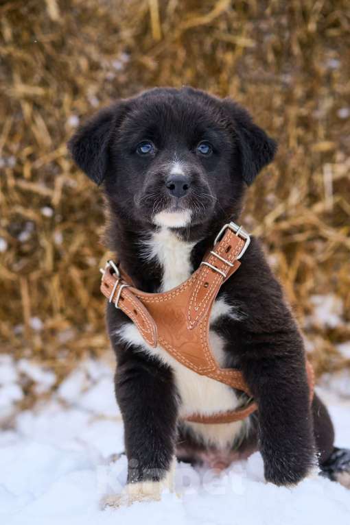 Собаки в Москве: щенок Тимка ищет дом Мальчик, Бесплатно - фото 3