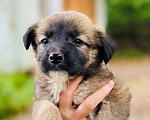 Собаки в Подольске: Щенок Адриана в дар Девочка, Бесплатно - фото 6