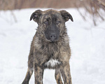 Собаки в Москве: Славный щенок Корица ждет свою семью в приюте  Девочка, Бесплатно - фото 1
