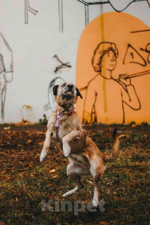 Собаки в Москве: Спокойная собачка Тера из Курска в добрые руки Девочка, 1 руб. - фото 7