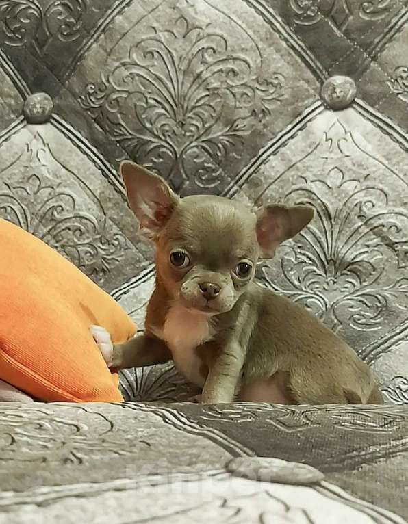 Собаки в Новосибирске: Малышка чихуахуа Девочка, Бесплатно - фото 1