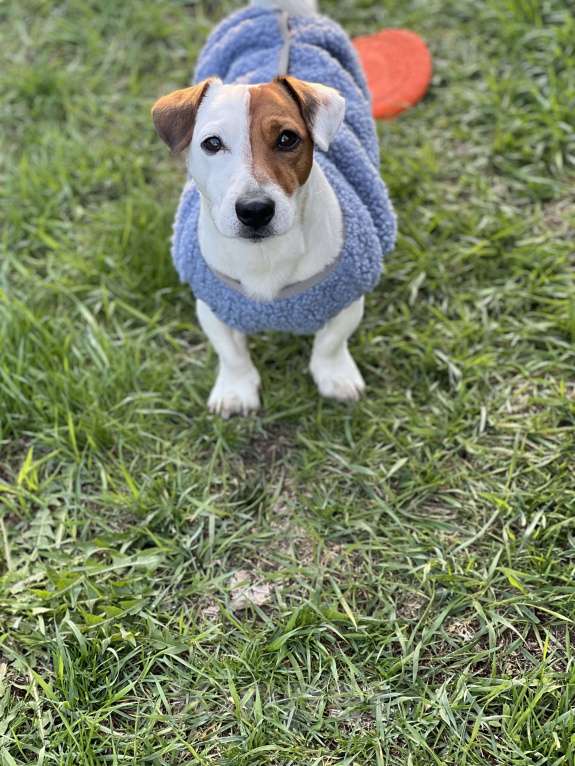 Собаки в Москве: Молодой, мускулистый самец ищет самку для продолжения рода  Мальчик, 5 000 руб. - фото 3
