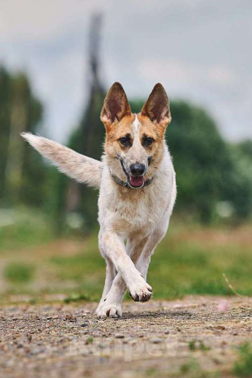 Собаки в Москве: Луна: возраст 1,5 г Девочка, Бесплатно - фото 2