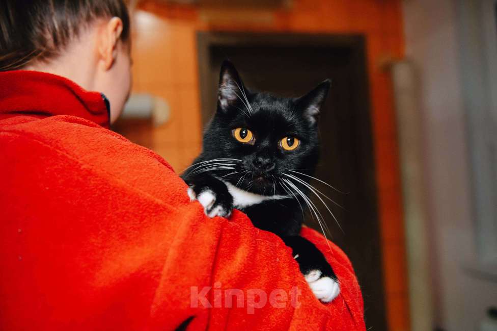 Кошки в других городах Московской области: Усик ждет свою семью! Мальчик, Бесплатно - фото 3