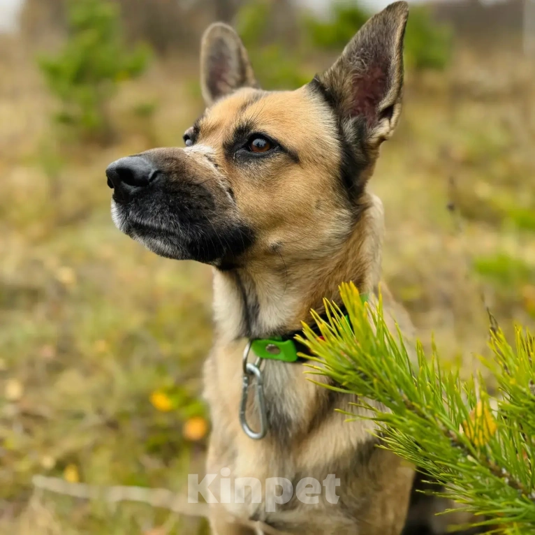 Собаки в Апрелевке: Рекс. Ему без человека никак. Удивительно человечный и мудрый мальчик в поисках своей семьи Мальчик, Бесплатно - фото 3