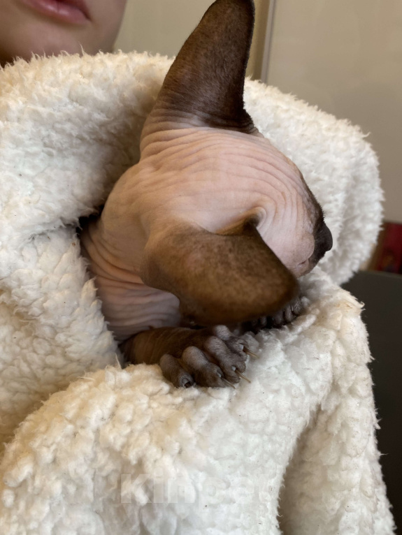 Кошки в Москве: Замурчательный котёнок канадского сфинкса Девочка, 35 000 руб. - фото 3