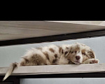 Собаки в Видном: Австралийская овчарка Аусси Девочка, 120 000 руб. - фото 3