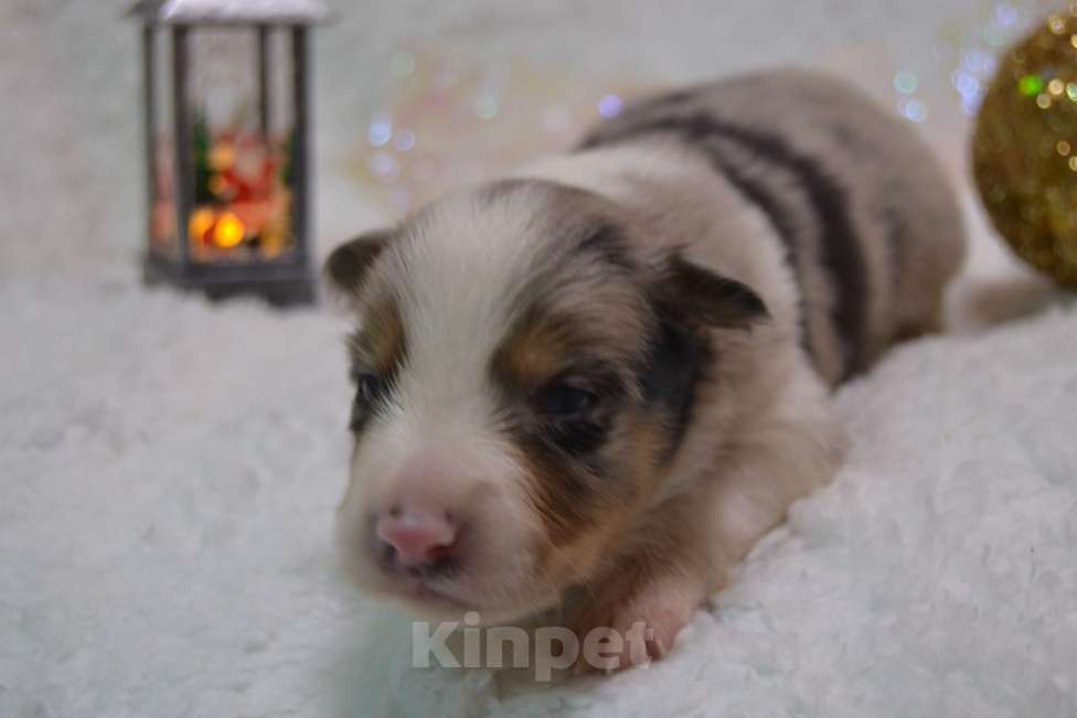 Собаки в Москве: Бордер Колли /редчайший окрас/ Мальчик, 100 000 руб. - фото 3