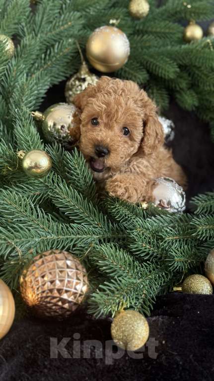 Собаки в Москве: Той -пудель мальчик абрикосовый Мальчик, 70 000 руб. - фото 6