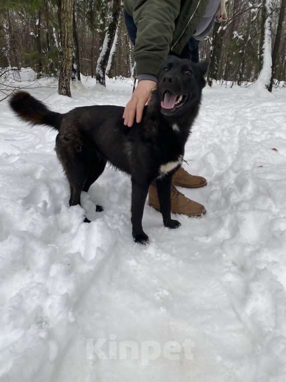 Собаки в Апрелевке: Ищу дом и хозяина красавице собачке! Девочка, Бесплатно - фото 4