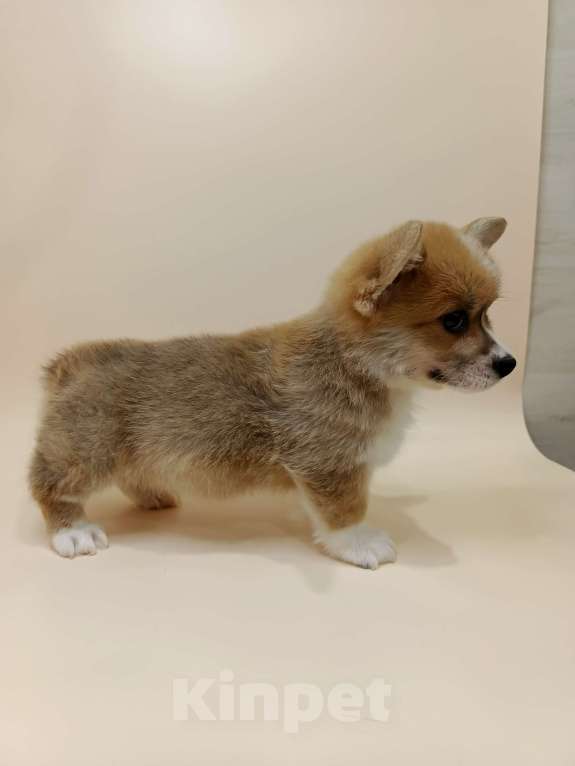 Собаки в Москве: Читос. Щенок вельш корги пемброк Мальчик, 60 000 руб. - фото 3