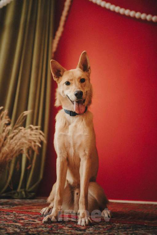 Собаки в Москве: Собака в добрые руки Мальчик, Бесплатно - фото 1