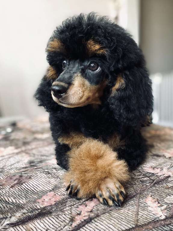 Собаки в Москве: Щенок пуделя Фантом девочка Девочка, Бесплатно - фото 9