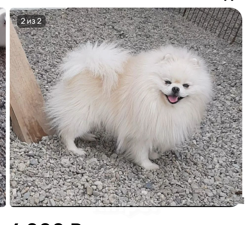 Собаки в Кемерово: Продажа щенков немецкого шпица Девочка, 50 000 руб. - фото 4