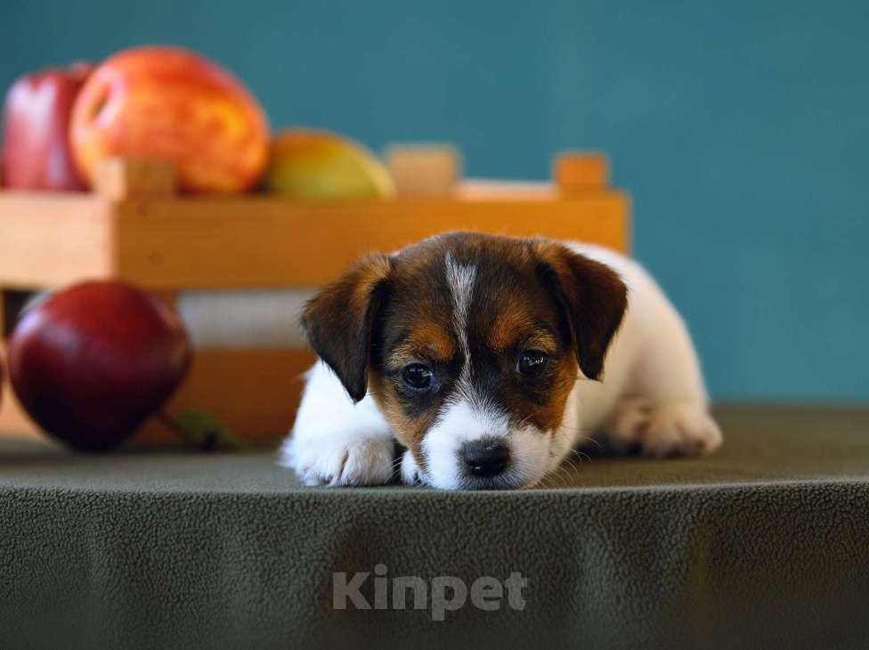 Собаки в Калининграде: Щенок джек рассел терьера Девочка, 60 000 руб. - фото 4