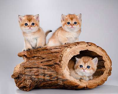 Кошки в Москве: Британские котята.Золото шиншиллы.Красивый подарок Девочка, Бесплатно - фото 2