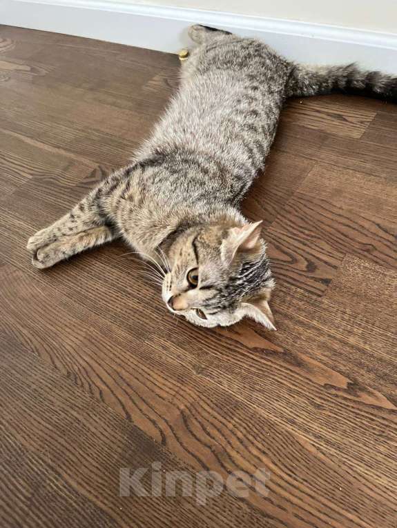 Кошки в Москве: Самая классная кошка и точка Девочка, Бесплатно - фото 5