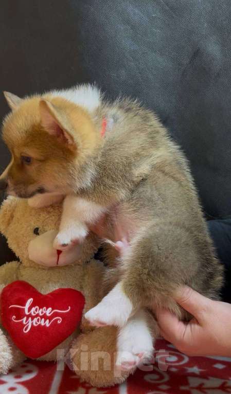 Собаки в других городах Московской области: Вельш корги пемброк мальчик  Мальчик, 38 000 руб. - фото 10