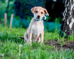 Собаки в Москве: Маленькое рыжее солнце Джордан Мальчик, Бесплатно - фото 1