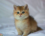 Кошки в Дмитровске: Британские котята золотая шиншилла, 20 000 руб. - фото 4