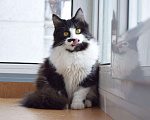 Кошки в Малмыже: Кошечка Соня ищет семью, 10 руб. - фото 6