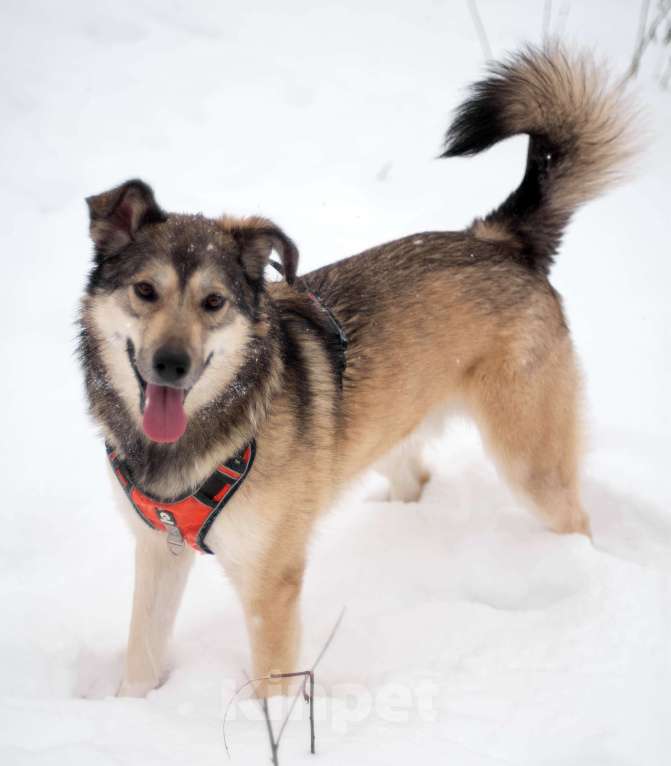 Собаки в Москве: Собака Мальчик, Бесплатно - фото 1