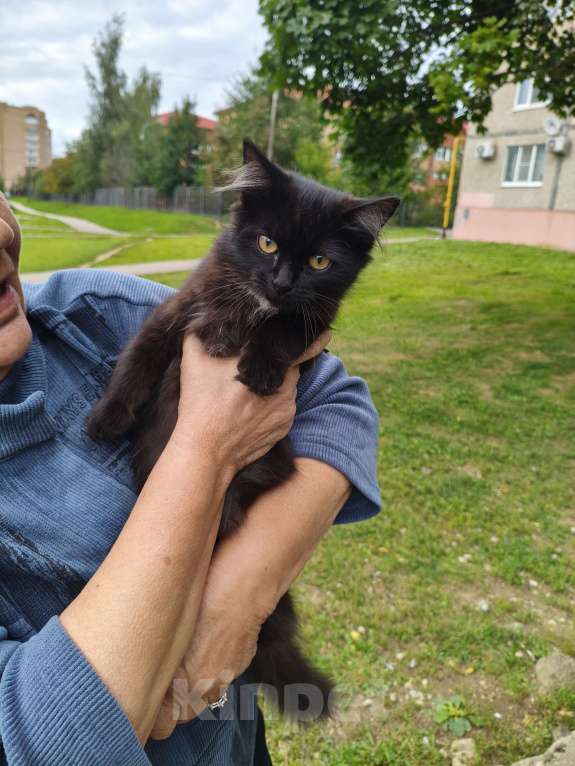 Кошки в Домодедово: Красавица Девочка, Бесплатно - фото 3