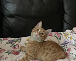 Кошки в Ростове-на-Дону: Котята. Мальчик и девочка. Девочка, Бесплатно - фото 7