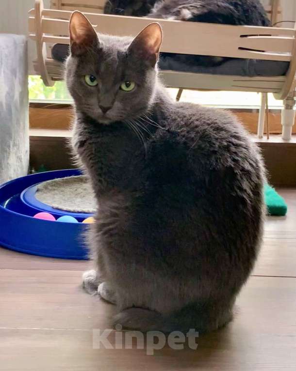 Кошки в Москве: Русская голубая кошечка без хвостика Девочка, Бесплатно - фото 2