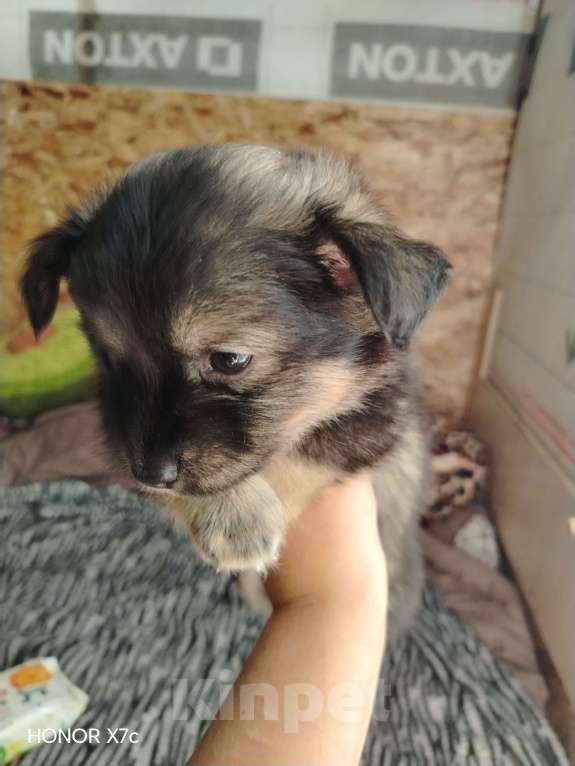 Собаки в Казани: Мини чау-чау Девочка, 6 000 руб. - фото 7