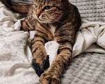 Кошки в Москве: Кошка Яшка в добрые руки.  Девочка, Бесплатно - фото 2