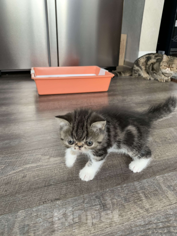 Кошки в Орле: Экзотические котята Мальчик, Бесплатно - фото 3