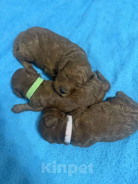 Собаки в других городах Тульской области:  Прекрасные Мальчики той - пудели  рыжего цвета  Мальчик, 50 000 руб. - фото 3