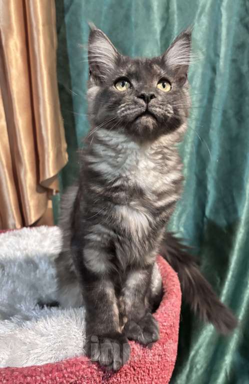 Кошки в Петергофе: Девулечка куночка  Девочка, 40 000 руб. - фото 6