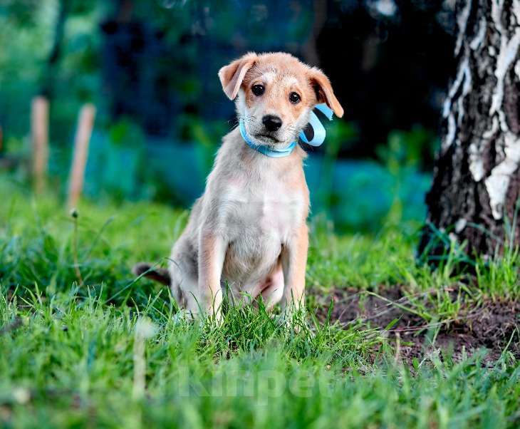Собаки в Москве: Маленькое рыжее солнце Джордан Мальчик, Бесплатно - фото 1