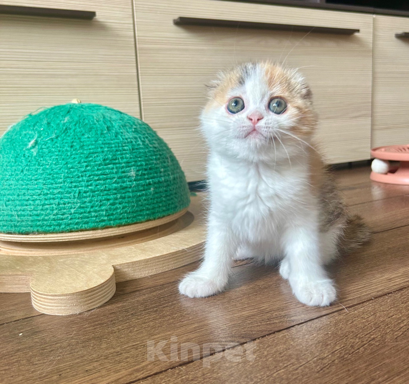 Кошки в Москве: Вислоухая ласковая кошечка Девочка, 25 000 руб. - фото 1