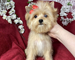 Собаки в Москве: Рыжий йорк с голубым глазом девочка мини Девочка, 100 000 руб. - фото 2