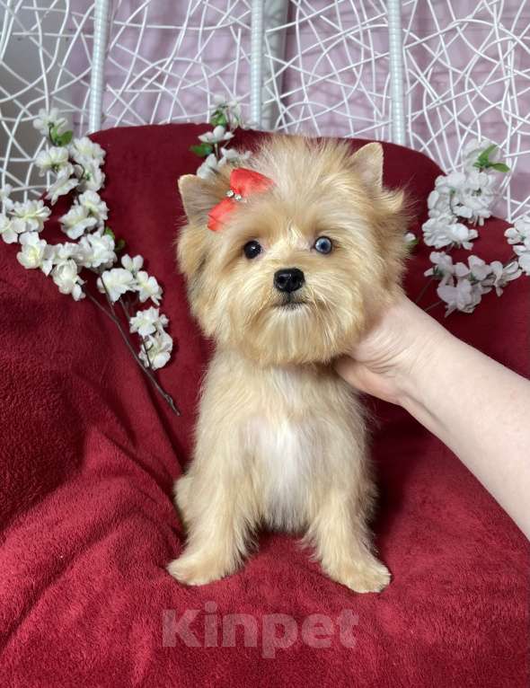 Собаки в Москве: Рыжий йорк с голубым глазом девочка мини Девочка, 100 000 руб. - фото 2