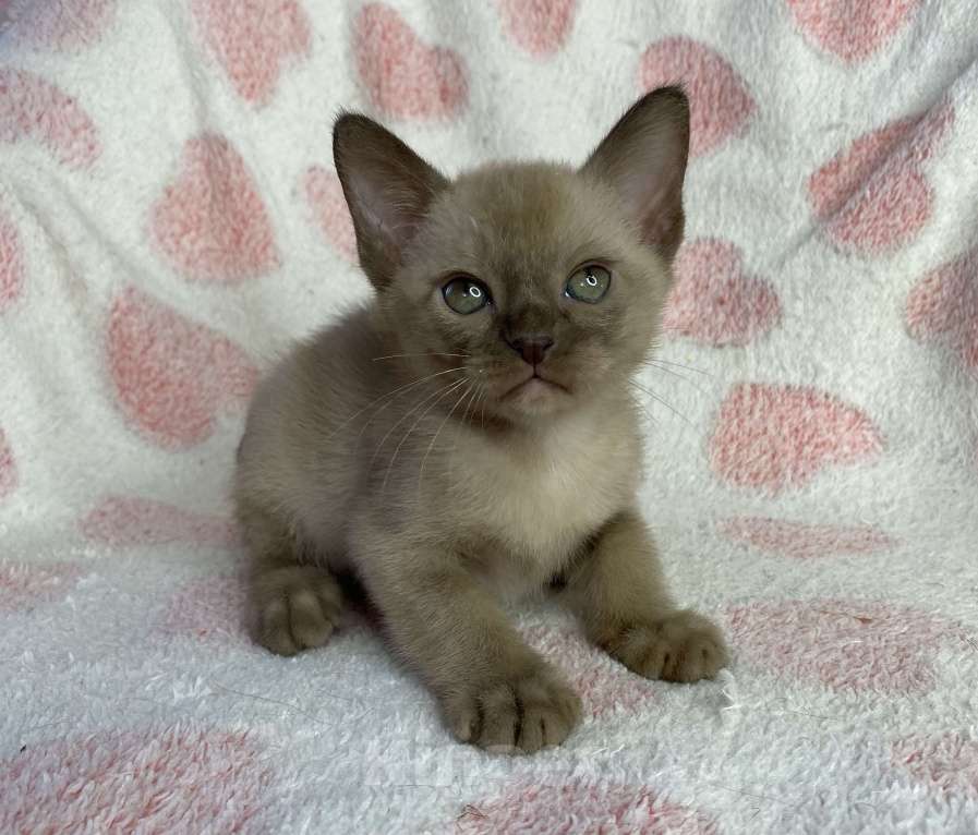 Кошки в Дмитрове: Шоколадный бурманский мальчик Baks Мальчик, 40 000 руб. - фото 2