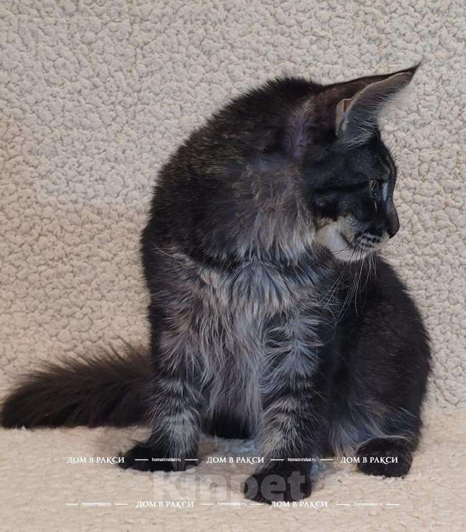 Кошки в других городах Ленинградской области: Кот мейн-кун Y Lucik Raksi Line Мальчик, Бесплатно - фото 4