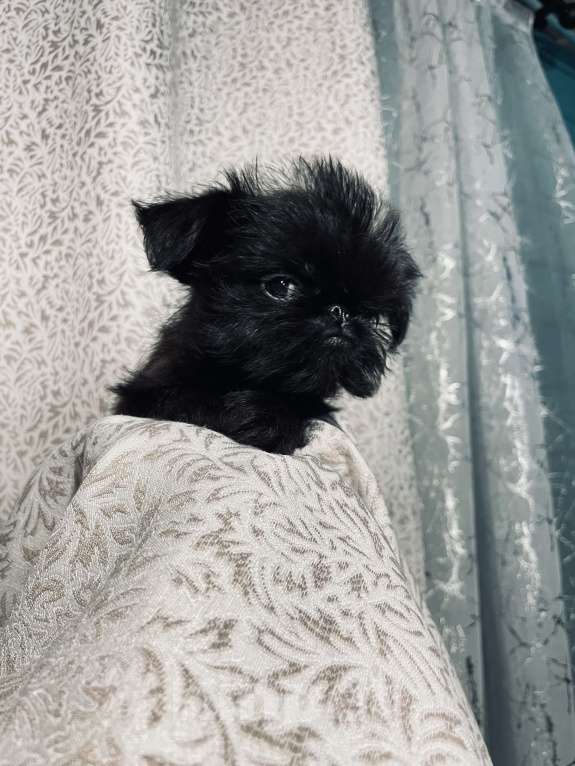 Собаки в других городах Московской области: Бельгийский гриффон щенок Девочка, 120 000 руб. - фото 5